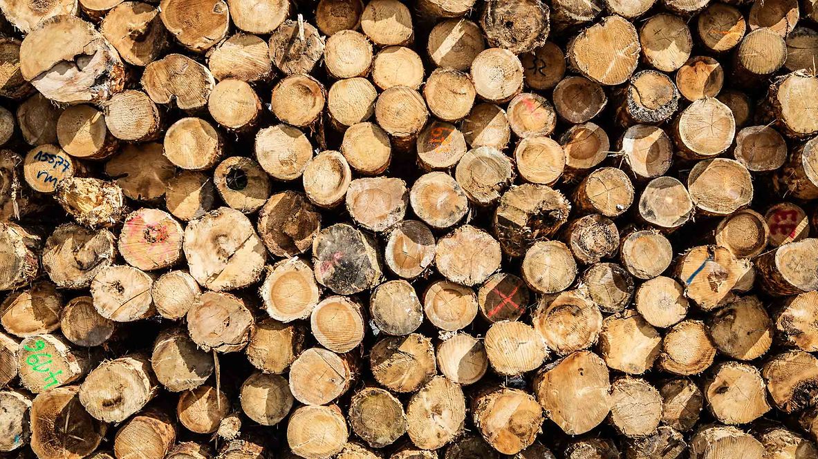 Ein Stapel Baumstämme
