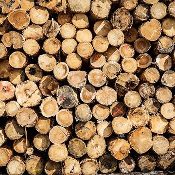 A pile of tree trunks